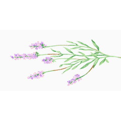 彩色手绘精美花卉