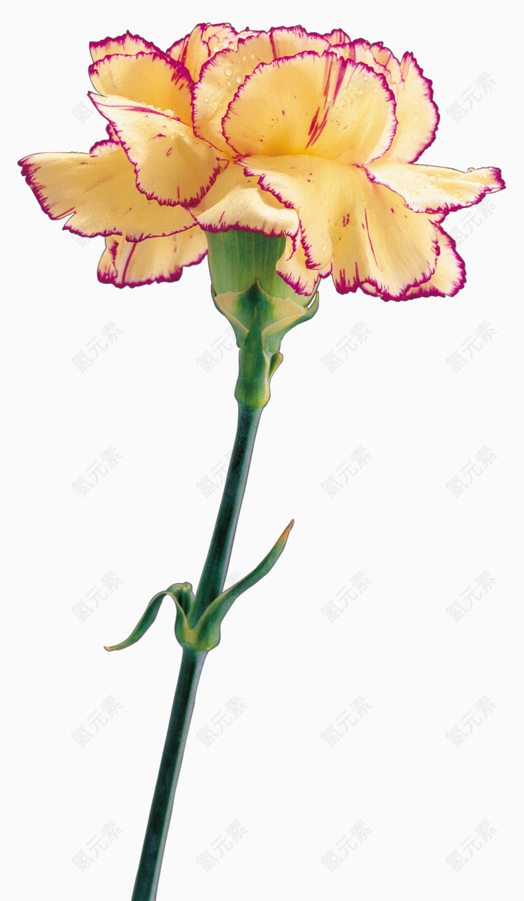 鲜花psd素材鲜花