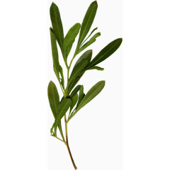 树叶热带大自然植物