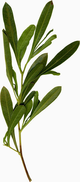 树叶热带大自然植物
