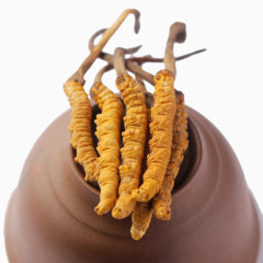 中药虫草冬虫夏草