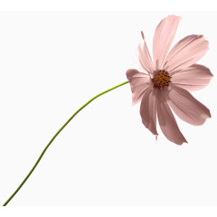 庆典花草线描花草