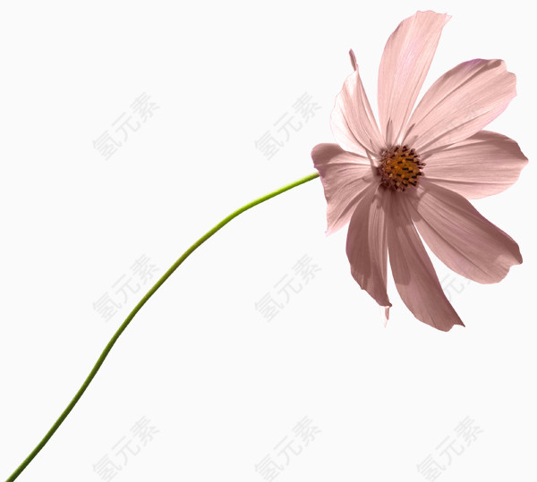 庆典花草线描花草