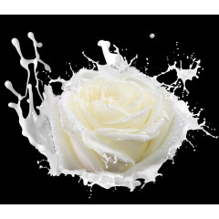 牛奶玫瑰花png 滤色模式 