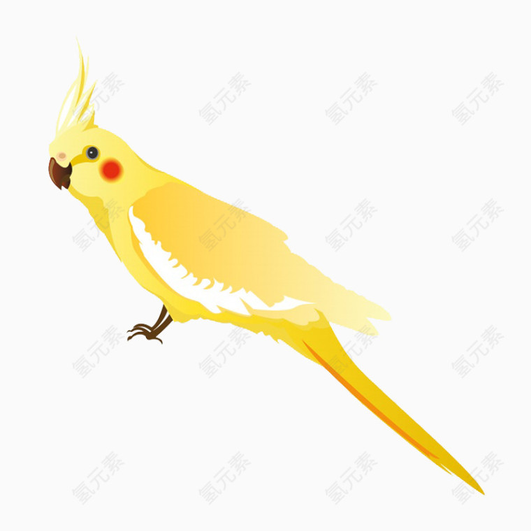 鹦鹉素材