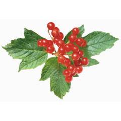 花朵图片鲜花图片素材