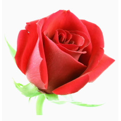 鲜花图案唯美背景图片