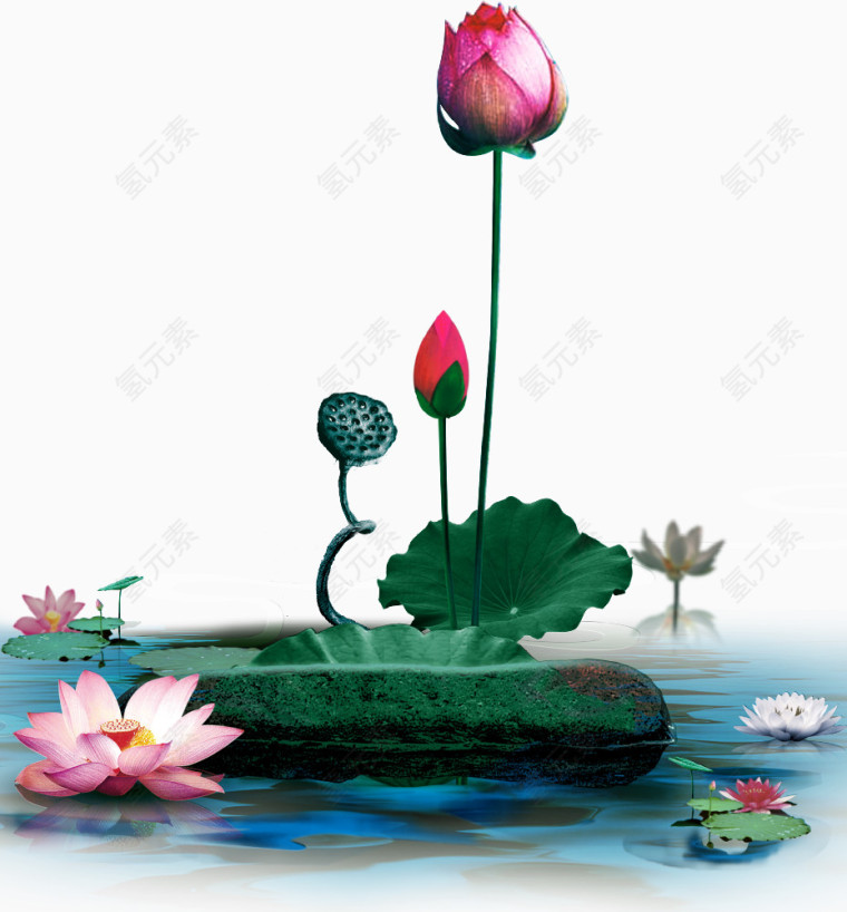 水墨荷花