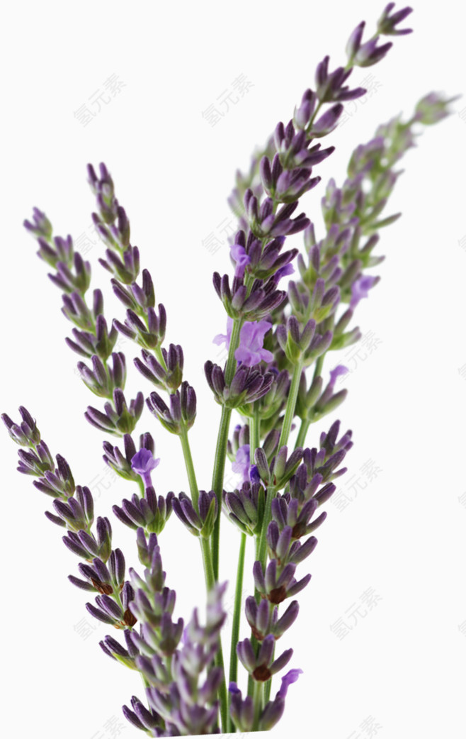 效果元素  花卉