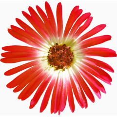 花朵素材手绘鲜花图片