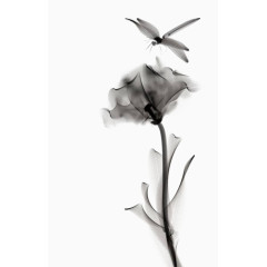 手绘水墨蜻蜓和花朵