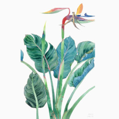 彩色花朵蓝绿色树叶