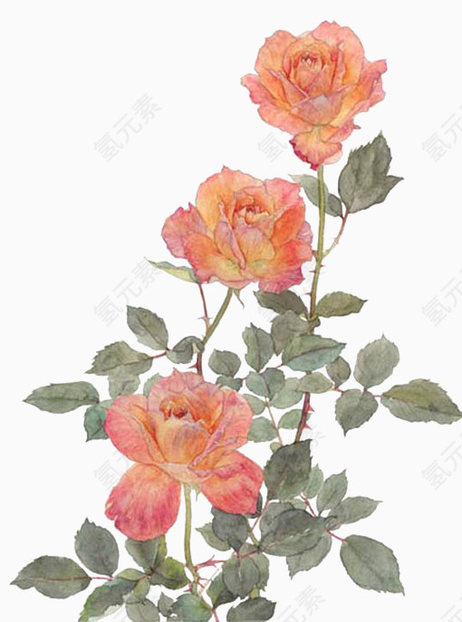 玫瑰花