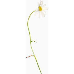 装饰图片素材鲜花花草