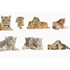 各种老虎动作图片