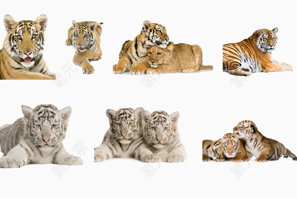 各种老虎动作图片