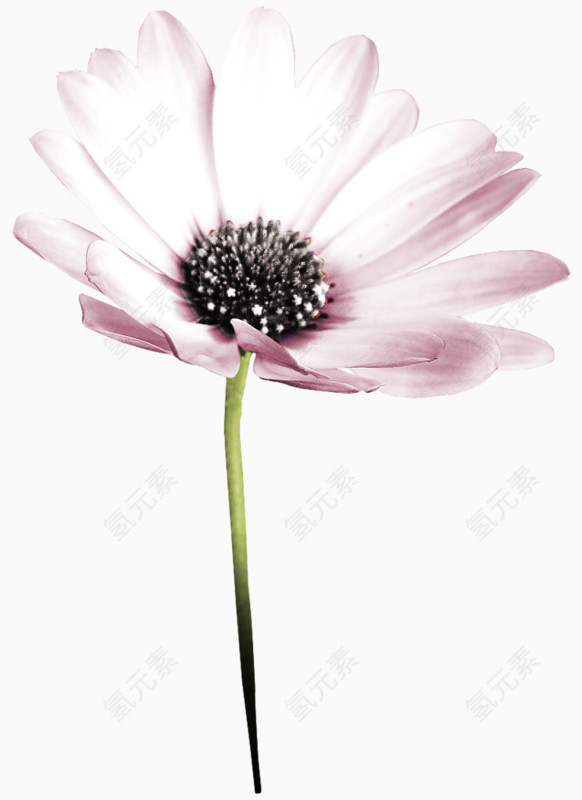 一碟西餐蔬菜