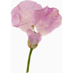 精美压花干花粉色花瓣