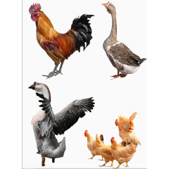家禽合集
