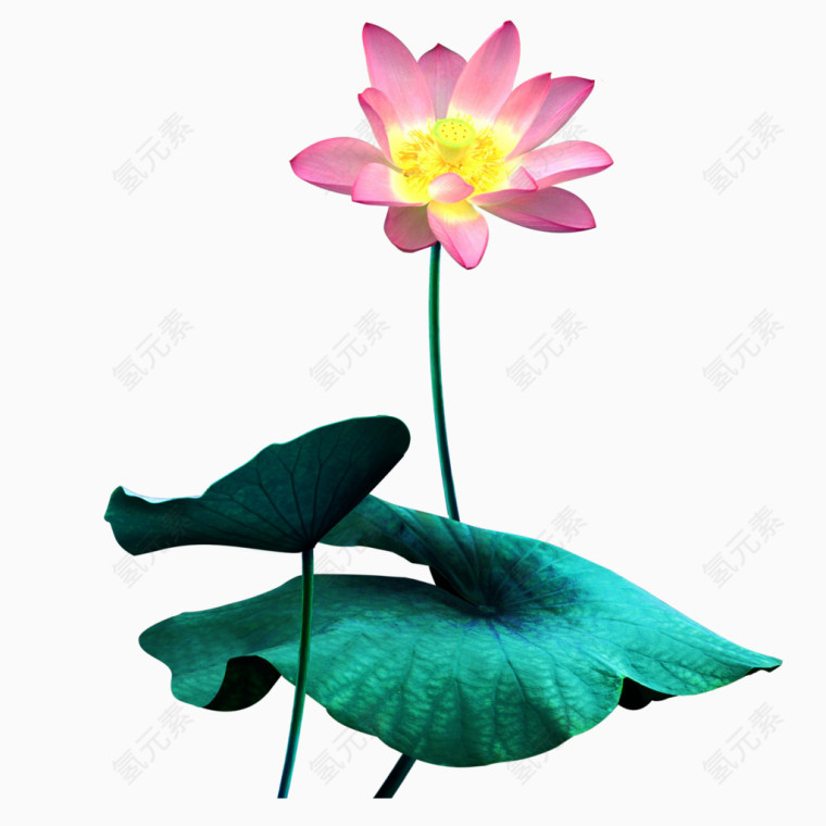 彩绘荷花