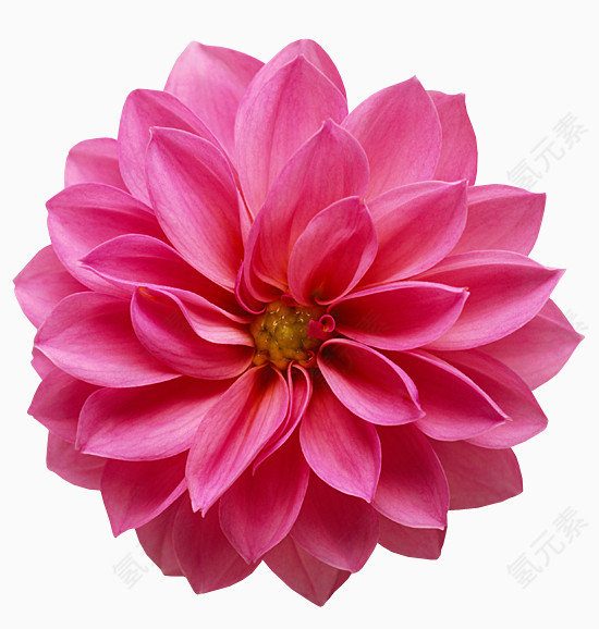 花卉画手绘装饰图片