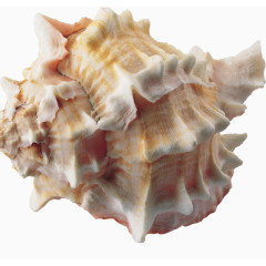 奇形怪状的海螺