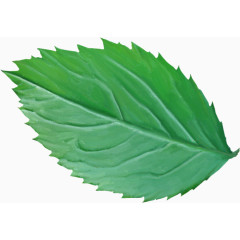 花草图案鲜花花卉