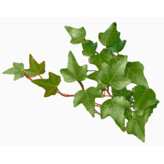 绿色常青藤藤蔓素材