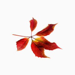 免抠红色树叶元素