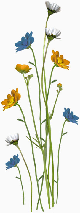 线描花卉花卉矢量图素材