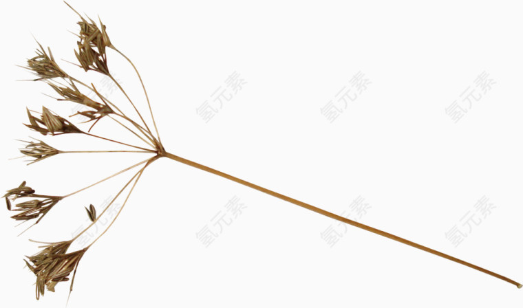 手绘树叶图片素材树叶底纹