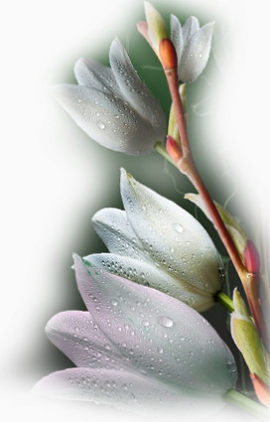 花卉插画花草矢量图素材