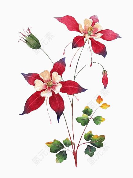 水彩花卉