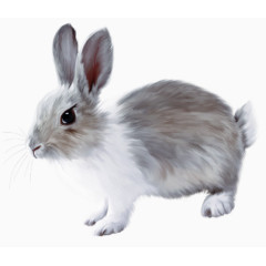 手绘可爱的灰色小兔子