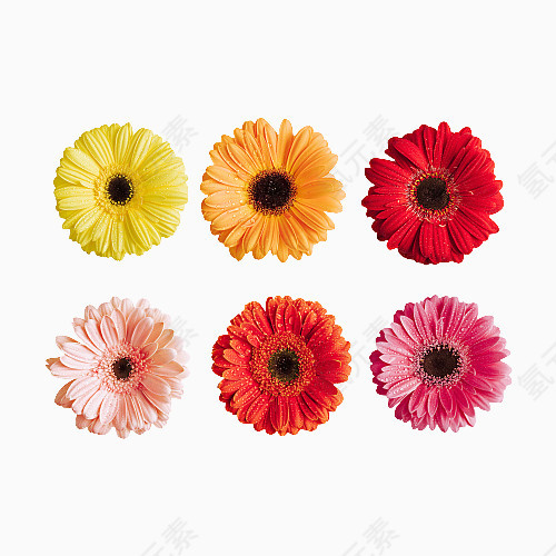 各种颜色的花朵