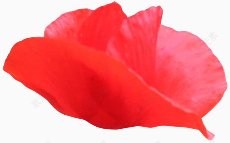 玫瑰花瓣