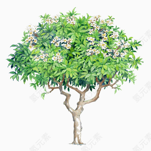 树木背景图片素材树木元素