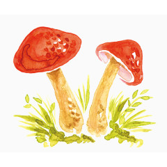 蘑菇