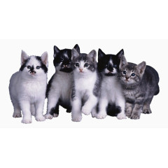 一群小猫