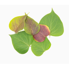 多片彩色叶片素材