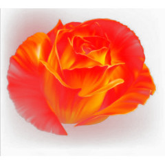 火红玫瑰黑色背景矢量