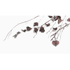 杂乱无章的落叶枯枝