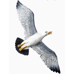 卡通虫鸟虫鸟元素