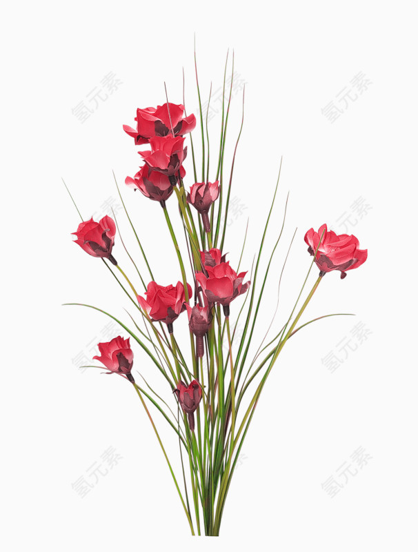 庆典花卉花卉图片