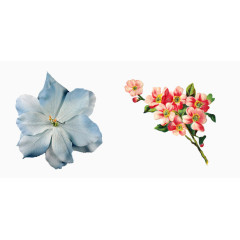 兰花和红花素材