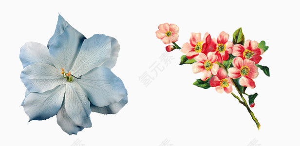 兰花和红花素材