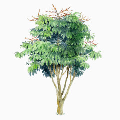 透明树木绿色树木素材