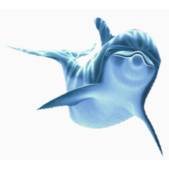 蓝色海豚海洋中的海豚游着的海豚