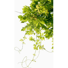 绿色树木绿色树叶茂密的树木春天