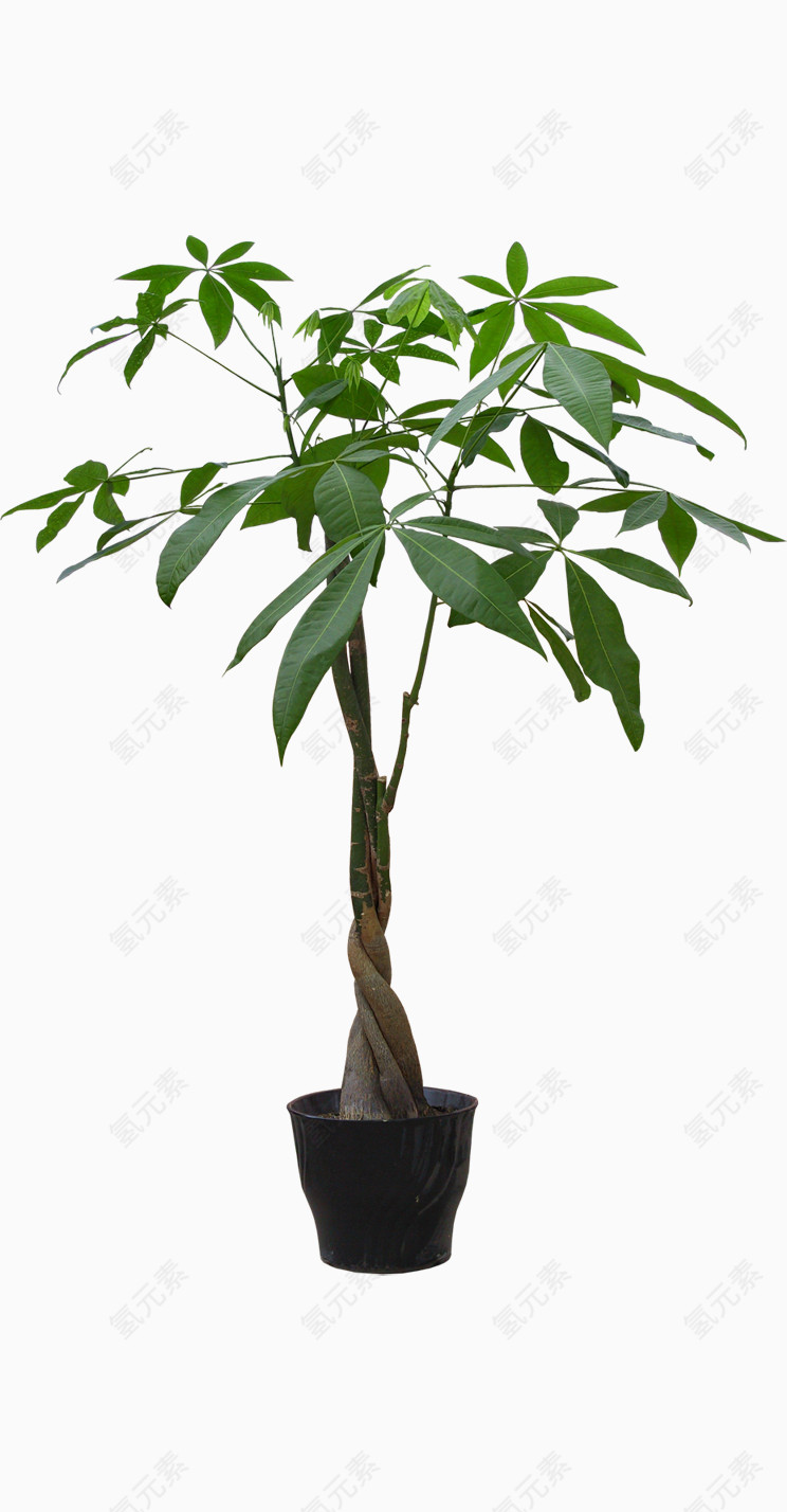 发财树盆栽